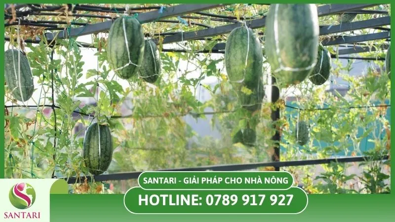 Hỗ trợ cây dưa hấu