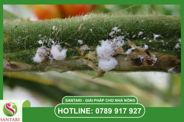 Câu hỏi thường gặp (FAQ)