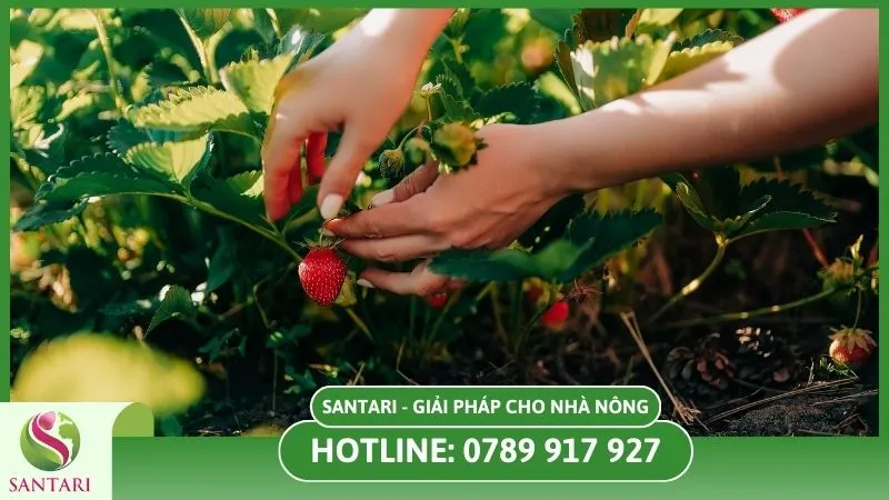 Kiểm tra cây trồng phòng ngừa sâu bệnh