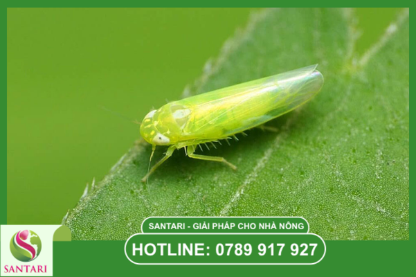 Câu hỏi thường gặp