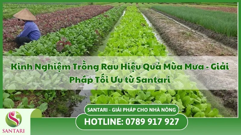 Kinh Nghiệm Trồng Rau Mùa Mưa Hiệu Quả- Giải Pháp Tối Ưu từ Santari