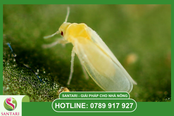 Sản phẩm phòng trừ chủ lực từ Santari