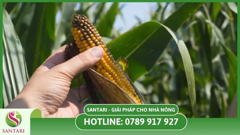 Cây bắp bị thối