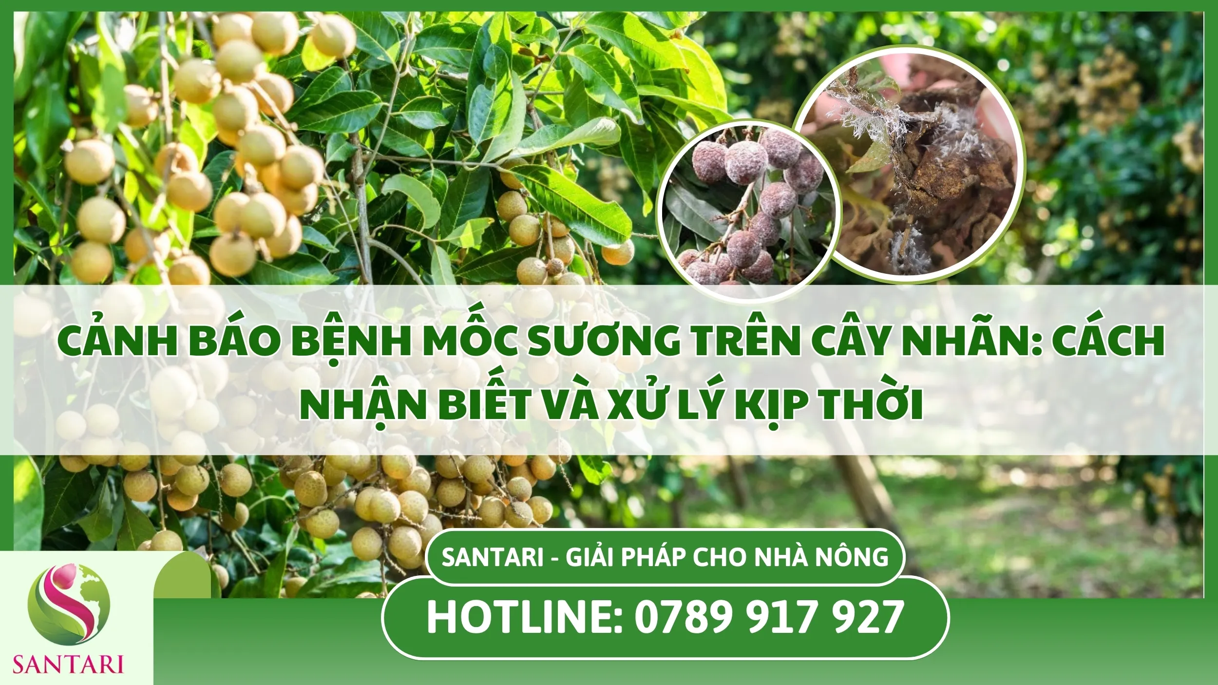 Cảnh Báo Bệnh Mốc Sương Trên Cây Nhãn: Cách Nhận Biết Và Xử Lý Kịp Thời