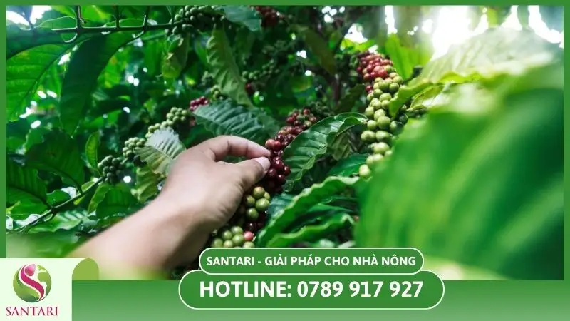 Chăm sóc cây cà phê sau thu hoạch