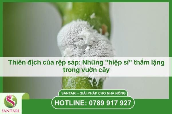 Thiên địch của rệp sáp: Những "hiệp sĩ" thầm lặng trong vườn cây
