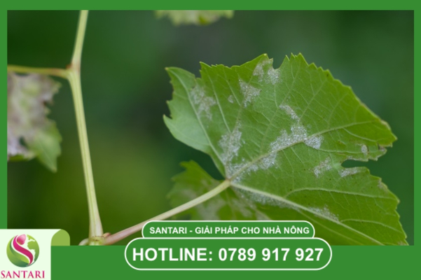 FAQ – câu hỏi thường gặp về bệnh sương mai