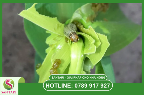 Câu hỏi thường gặp