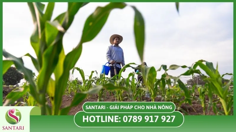 Chăm sóc cây bắp