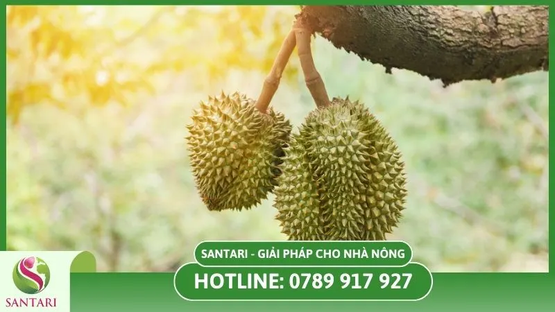 Giảm chất lượng trái