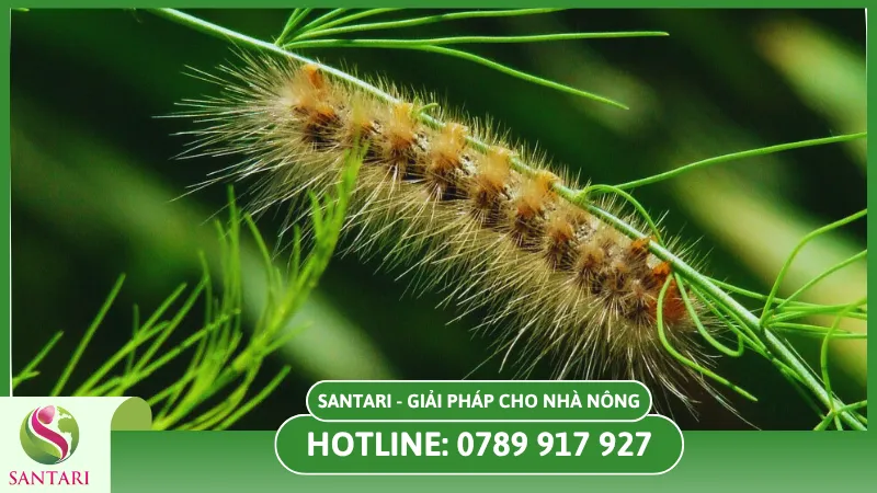 Phòng sâu bệnh hại trong giai đoạn ra hoa ở tiêu 
