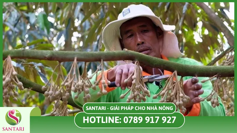 Kỹ thuật tỉa hoa hiệu quả cho sầu riêng