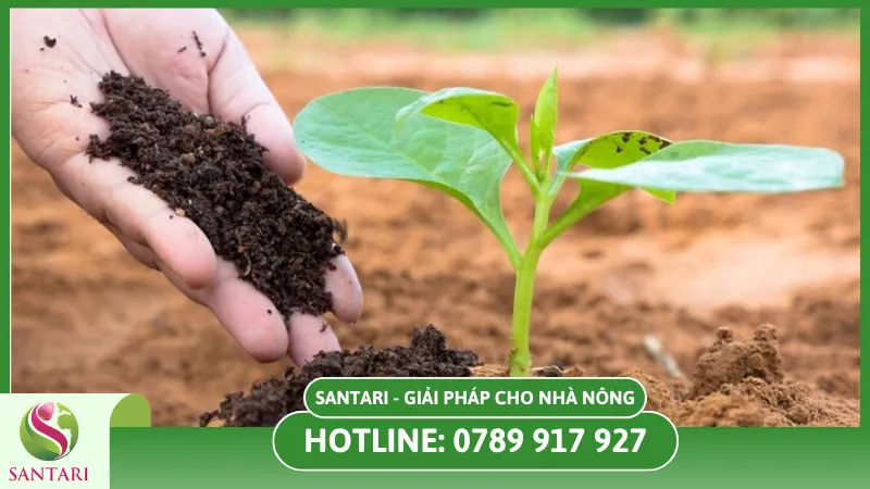 Bón phân giúp cho cây phát triển tốt hơn