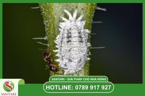 Đặc điểm "khó trị" của rệp sáp Pseudococcidae trên quả sầu riêng