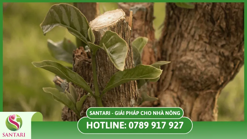 Cải tạo vườn cà phê bị hạn nặng