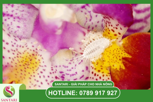 Nhận diện Rệp sáp hại hoa lan – "Kẻ thù" dưới lớp phấn trắng