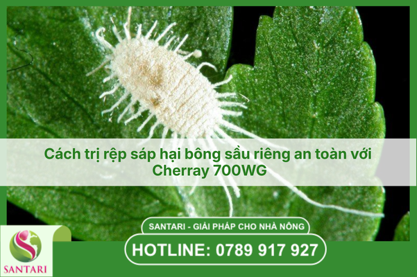 Cách trị rệp sáp hại bông sầu riêng an toàn với Cherray 700WG