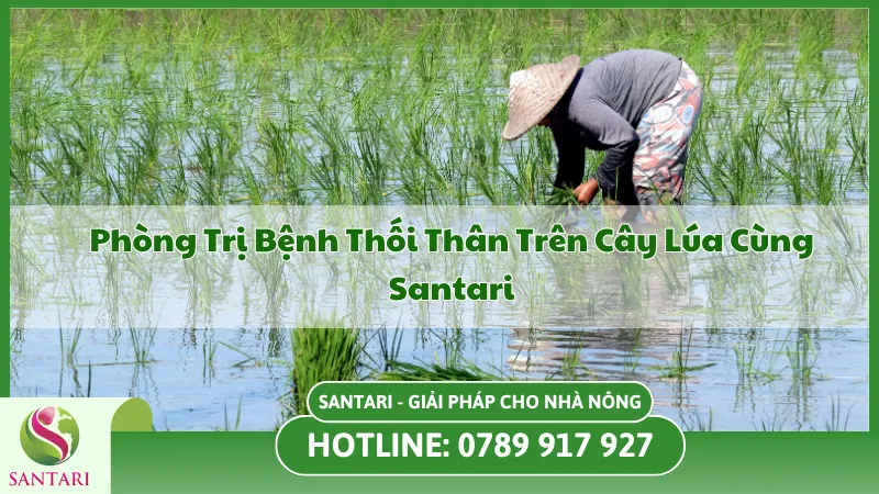 Biện Pháp Phòng Và Trừ Bệnh Thối Thân Trên Cây Lúa
