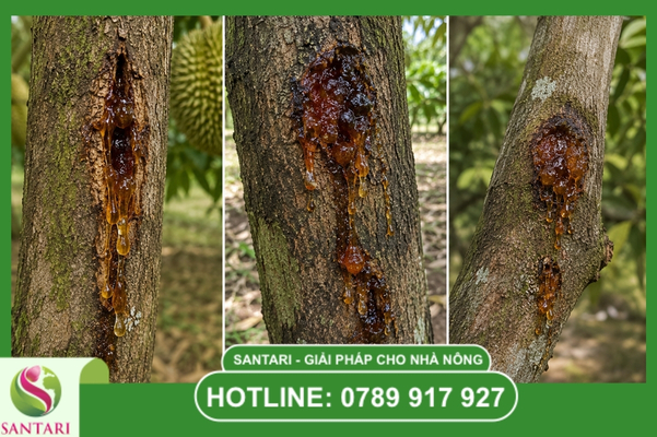 Khái niệm bệnh xì mủ sầu riêng là gì?