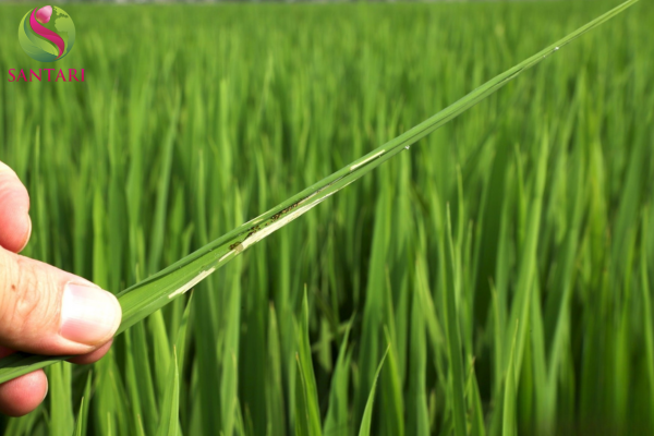 Công dụng của Thuốc trừ sâu APASHUANG 95WP Hiệu PHA RAY 950