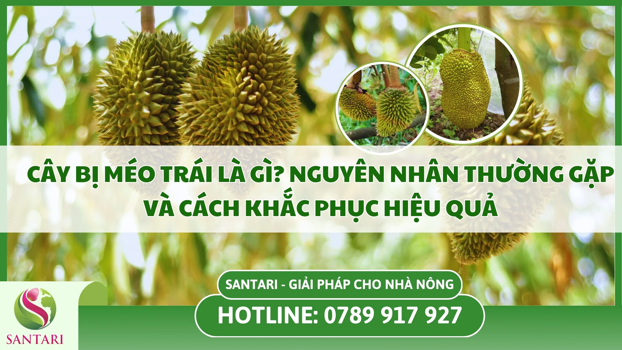 Cây Bị Méo Trái Là Gì? Nguyên Nhân Thường Gặp Và Cách Khắc Phục Hiệu Quả