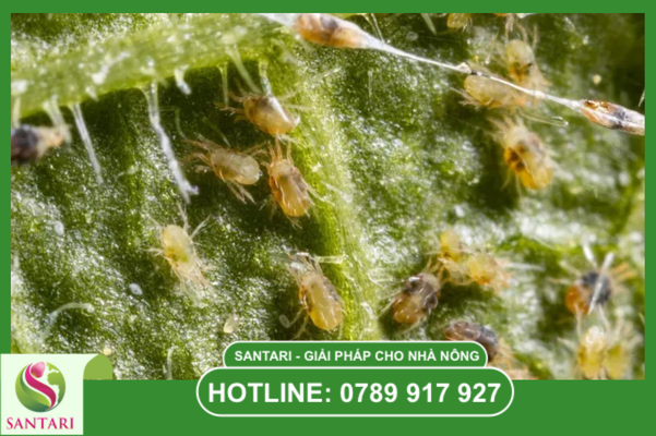 Cơ chế tác động đột phá: Không để nhện có đường lui