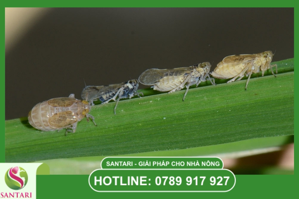 Tác hại khôn lường của rầy nâu đối với cây lúa