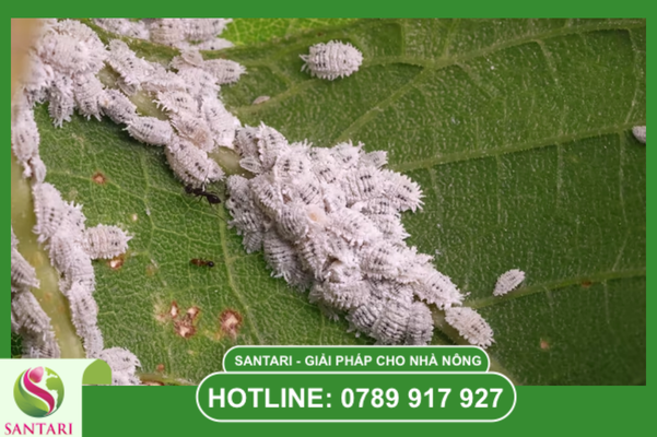 Thông tin tổng quan về thiệt hại do rệp sáp Pseudococcidae gây ra