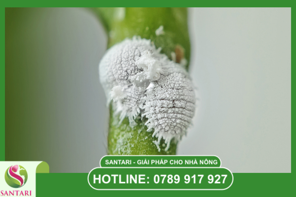 Câu hỏi thường gặp (FAQ)