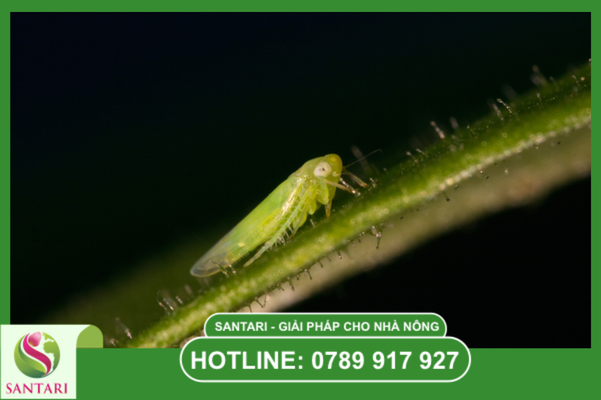 Nỗi lo của nhà nông khi phun thuốc bảo vệ thực vật vào mùa mưa