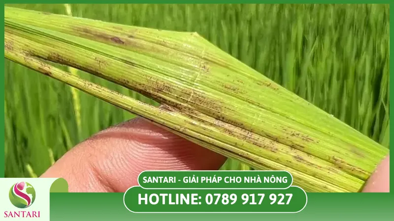 Nguyên nhân gây bệnh vàng lá lúa