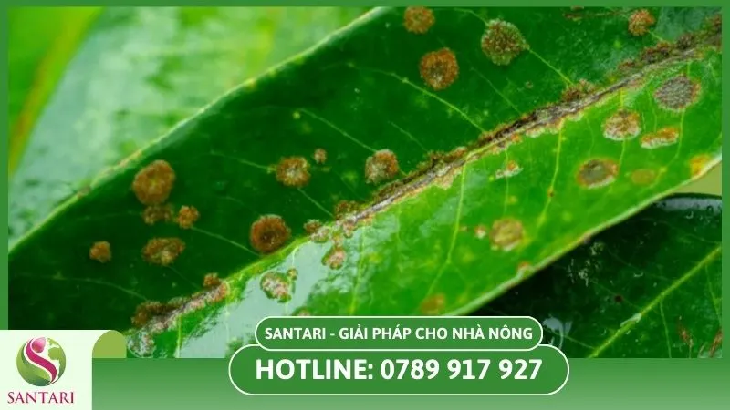 Lá xuất hiện đốm nhỏ màu vàng