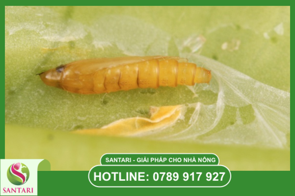 Câu hỏi thường gặp