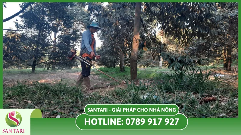 xử lý sầu riêng ra trái nghịch vụ