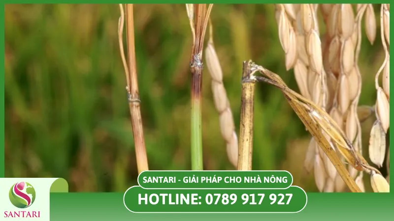 Dấu hiệu bệnh khô cổ bông trên cây lúa