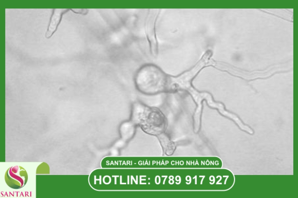 Phytophthora là gì? Kẻ mạo danh nấm nguy hiểm