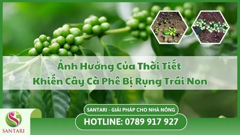 Ảnh Hưởng Của Thời Tiết Khiến Cây Cà Phê Bị Rụng Trái Non