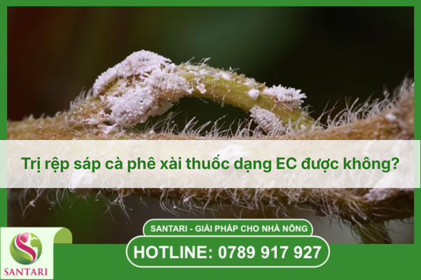 Trị rệp sáp cà phê xài thuốc dạng EC được không?