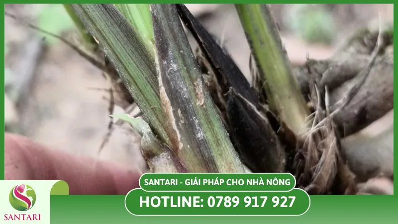 Phòng bệnh bằng biện pháp canh tác tổng hợp