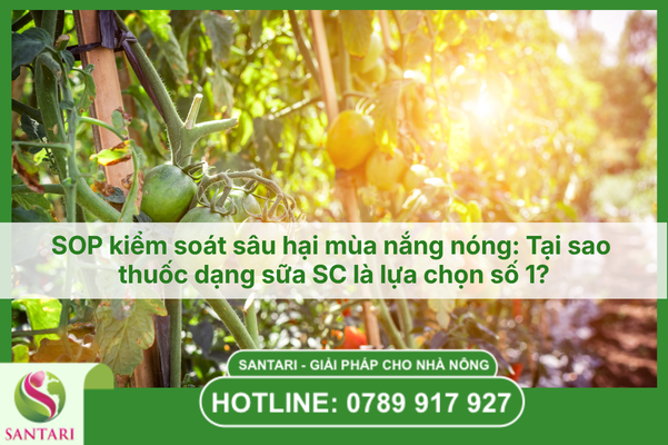 SOP kiểm soát sâu hại mùa nắng nóng: Tại sao thuốc dạng sữa SC là lựa chọn số 1?