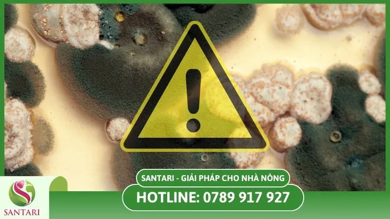 Bỏ qua cảnh báo sớm của mốc vỏ