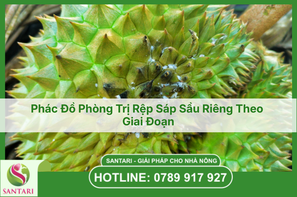 Phác Đồ Phòng Trị Rệp Sáp Sầu Riêng Theo Giai Đoạn