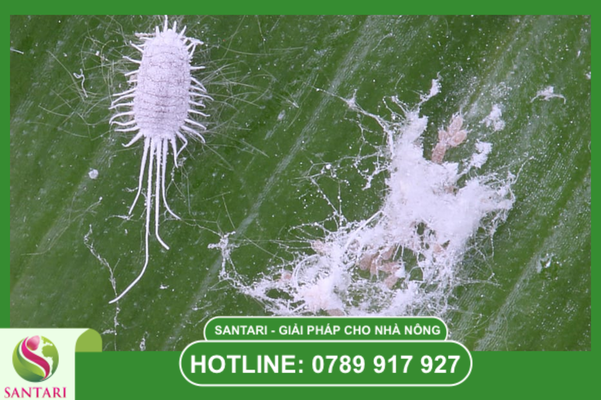 Rệp sáp mắt cua sầu riêng: Kẻ thù của những mầm hoa
