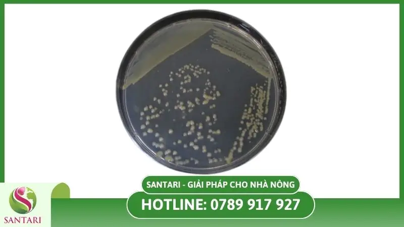 Vi khuẩn Xanthomonas gây ra bệnh đốm lá