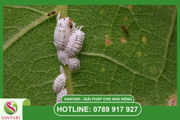 Câu hỏi thường gặp (FAQ)