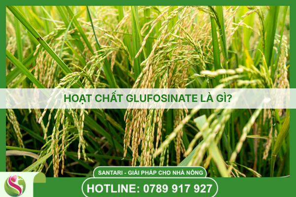 HOẠT CHẤT GLUFOSINATE LÀ GÌ?