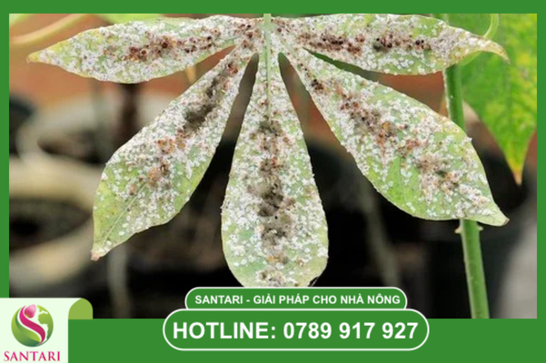 Giải pháp phòng trừ chuyên sâu: Khắc Trùng Đan và Basudin 65G