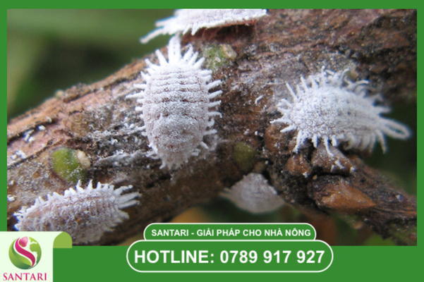 Câu hỏi thường gặp (FAQ)