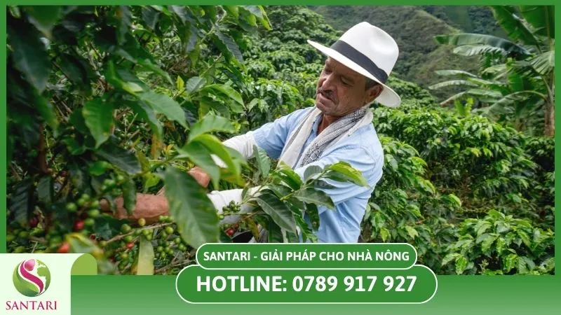 Thường xuyên kiểm tra tình trạng sâu bệnh trên cây