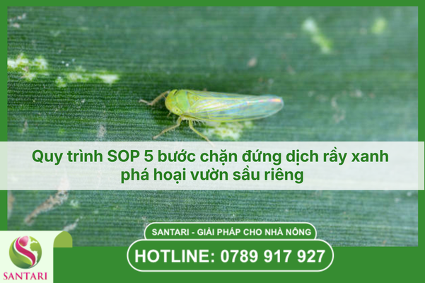 Quy trình SOP 5 bước chặn đứng dịch rầy xanh phá hoại vườn sầu riêng